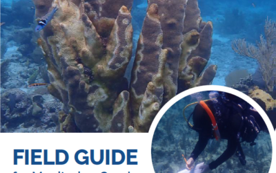 New! Field Guide for Monitoring Coral Disease Outbreaks in the Mesoamerican Region – 2022